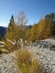 GrandCoyer-date (801)