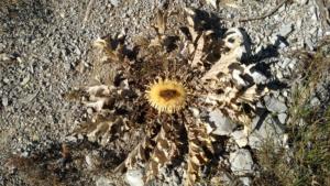 GrandCoyer-date (802)