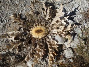 GrandCoyer-date (803)