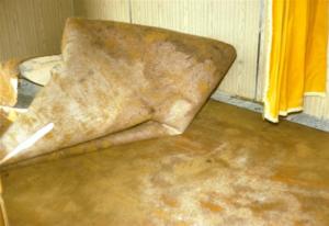 crbst img0762