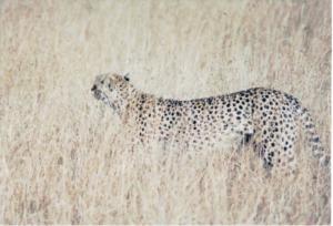 Numérisation 20170624 (114)