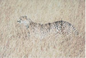 Numérisation 20170624 (115)