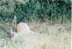 Numérisation 20170624 (116)