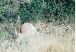 Numérisation 20170624 (117)