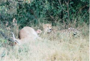 Numérisation 20170624 (118)