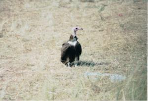 Numérisation 20170624 (119)