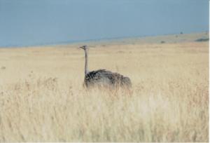 Numérisation 20170624 (121)