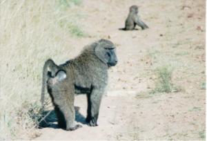 Numérisation 20170624 (124)