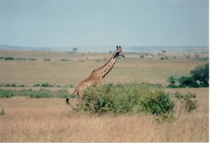 Numérisation 20170624 (127)