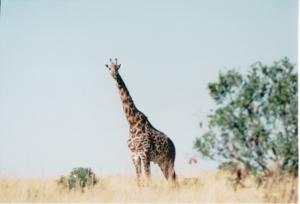 Numérisation 20170624 (128)