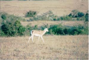 Numérisation 20170624 (68)