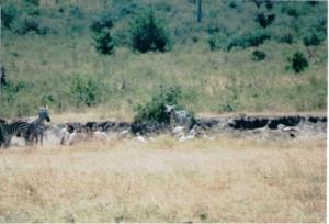 Numérisation 20170624 (82)