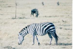 Numérisation 20170624 (84)