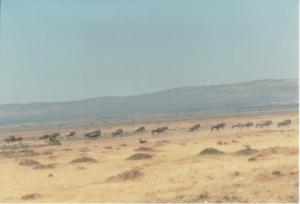 Numérisation 20170624 (86)