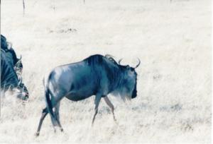 Numérisation 20170624 (89)