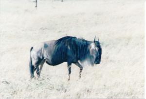 Numérisation 20170624 (90)