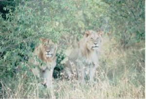 Numérisation 20170624 (94)