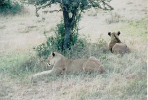 Numérisation 20170624 (96)