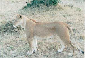 Numérisation 20170624 (98)