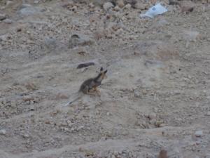 TerreSainte-date (3526)