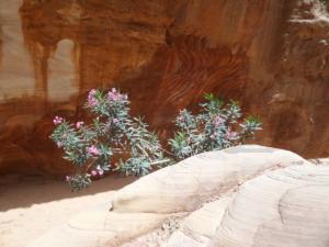 TerreSainte-date (2454)